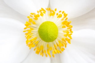 「シュウメイギク」のサムネイル画像