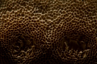 「植物の仲間」のサムネイル画像