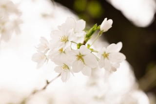 「ソメイヨシノ(染井吉野)」のサムネイル画像