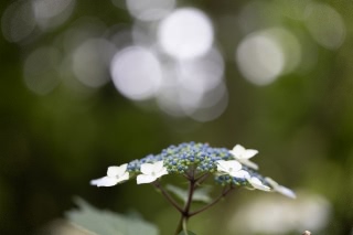 「ガクアジサイ(額紫陽花)」のサムネイル画像