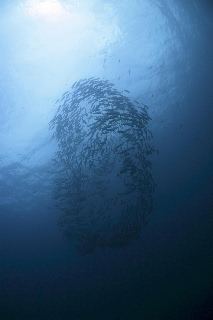 「ギンガメアジ(Bigeye trevally)」のサムネイル画像