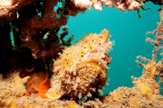 「ベニイザリウオ(ベニカエルアンコウ)」のサムネイル画像