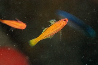 「オヨギベニハゼ(Cave dwarfgoby)」のサムネイル画像