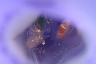 「ホヤカクレエビ属の一種」のサムネイル画像