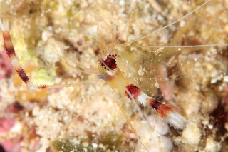 「オトヒメエビ(Banded boxer shrimp)」のサムネイル画像