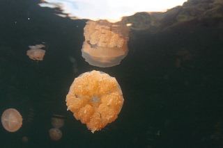 「タコクラゲ(@JELLYFISH LAKE)」のサムネイル画像