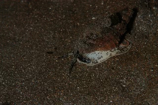 「無題」のサムネイル画像