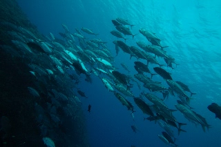「ギンガメアジ(Bigeye trevally)」のサムネイル画像