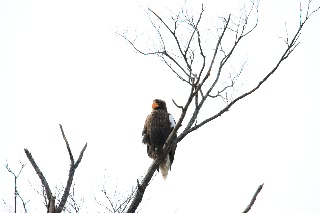 「オオワシ」のサムネイル画像