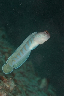 「ゴールドスペックジョーフィッシュ(gold-specs jawfish)」のサムネイル画像