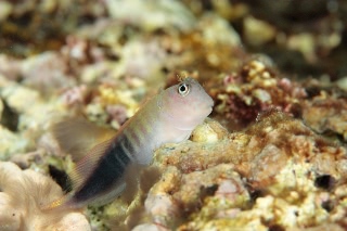 「ミノカエルウオ」のサムネイル画像