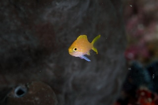 「メラネシアンアンティアス(Meranesian anthias)」のサムネイル画像
