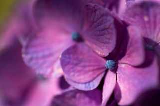 「アジサイ」のサムネイル画像