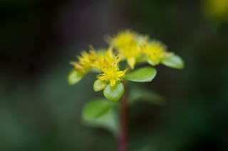「植物の仲間」のサムネイル画像