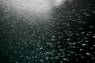 「無題」のサムネイル画像