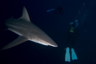 「カマストガリザメ(Blacktip shark)」のサムネイル画像