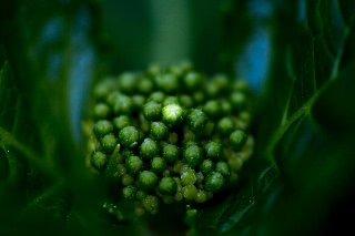 「アジサイ」のサムネイル画像