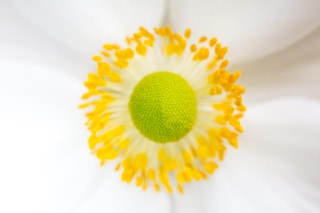 「シュウメイギク」のサムネイル画像