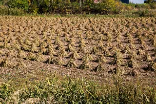 「無題」のサムネイル画像