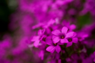 「イモカタバミ」のサムネイル画像