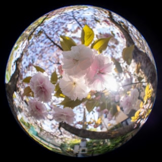 「ヤエザクラ」のサムネイル画像