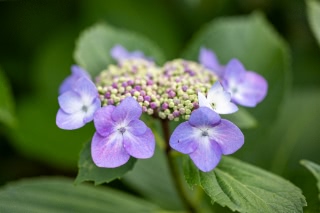 「ガクアジサイ(額紫陽花)」のサムネイル画像