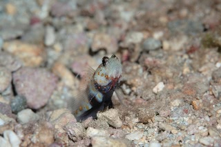 「ヤマブキハゼ(Orange-spotted shrimp Goby)」のサムネイル画像