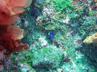 「ソラスズメダイ(Caerulean damsel fish)」のサムネイル画像