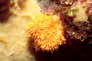 「キイロトゲトサカ」のサムネイル画像