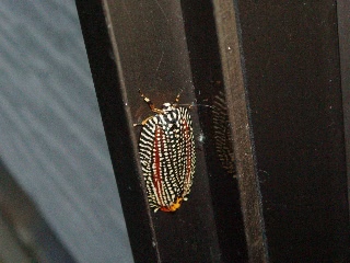 「動物の仲間」のサムネイル画像