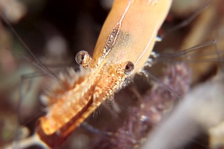 「コガラシエビ(Plumed shrimp)」のサムネイル画像