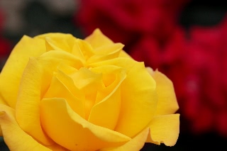 「ゴールドマリー」のサムネイル画像