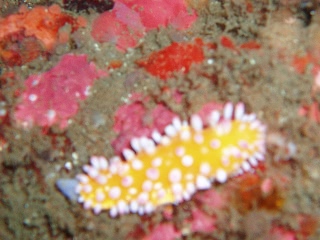 「イガグリウミウシ」のサムネイル画像