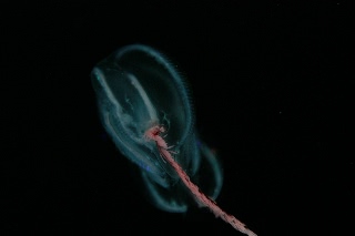 「トガリテマリクラゲ」のサムネイル画像