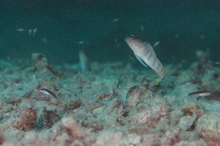 「ゴールドスペックジョーフィッシュ(gold-specs jawfish)」のサムネイル画像