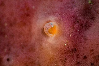 「イソバテング」のサムネイル画像