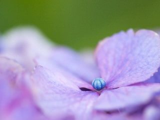 「アジサイ」のサムネイル画像