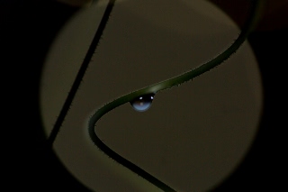 「大ダルマヒョウタン」のサムネイル画像