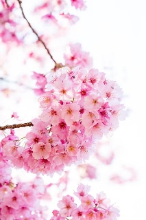 「ヨコハマヒザクラ(横浜緋桜)」のサムネイル画像