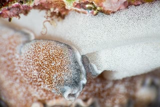 「タヌキイロウミウシ」のサムネイル画像