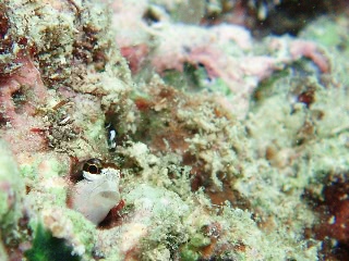 「banda comb-tooth 」のサムネイル画像