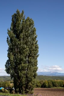 「無題」のサムネイル画像