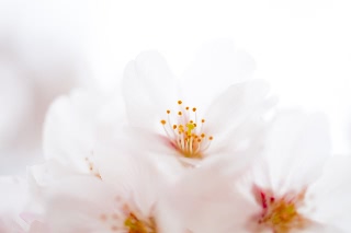 「ソメイヨシノ(染井吉野)」のサムネイル画像