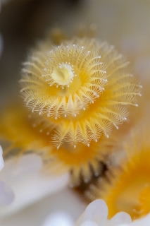 「イバラカンザシ(Christmas tree worm)」のサムネイル画像