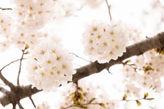 「ソメイヨシノ(染井吉野)」のサムネイル画像