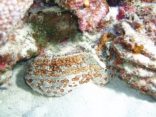 「ジャノメナマコ」のサムネイル画像