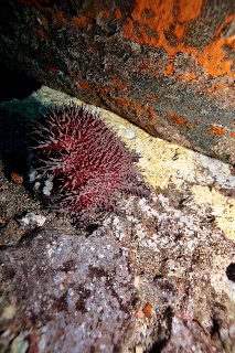 「オニヒトデ」のサムネイル画像