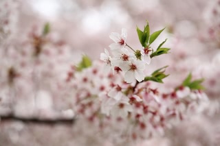 「ソメイヨシノ(染井吉野)」のサムネイル画像