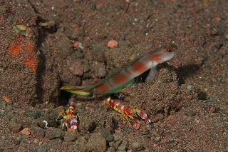 「ヤノダテハゼ(Flag-tail shrimp Goby)」のサムネイル画像