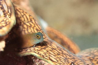 「yellow-eyed combtooth blenny」のサムネイル画像